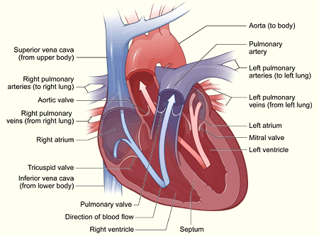 veins and arteries of body. on the veins and arteries